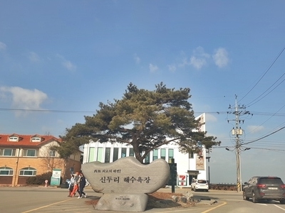 신두리 마로니에펜션
